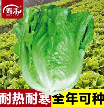 Italian Lettuce Seeds Collection for All Seasons, Winter Vegetables, Peacock Lettuce, Cream Lettuce Seedlings with Soil