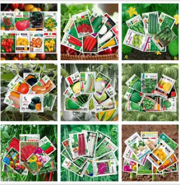 Vegetable Seeds for Year-Round Planting: Chives, Large-Leaf Coriander, Chili, Tomato, and More for Balcony Pots