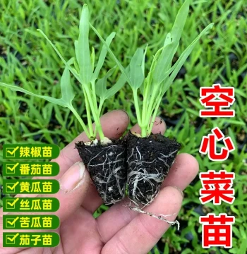 Year-Round Water Spinach Seedlings - Heat-Resistant, High-Yield, Large Leaf Variety with Roots and Soil for Potted Planting