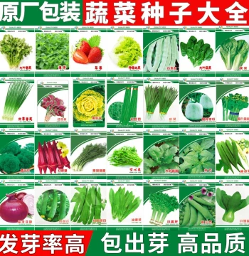 Vegetable Seed Collection: Scallion, Lettuce, Greens, Spinach, Chives, Cilantro for Balcony Pots, All-Season Planting