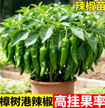 Zhangshugang Old Chili Seedling Horn Chili Screw Chili Seedling Authentic Zhangshugang Chili Seedling Specialty Vegetable Seeds