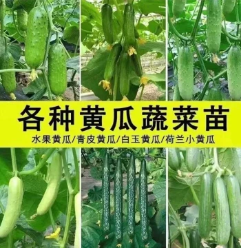Dutch Fruit Cucumber Seedlings - High-Yield, Dense-Spine Variety for Year-Round Balcony Gardening
