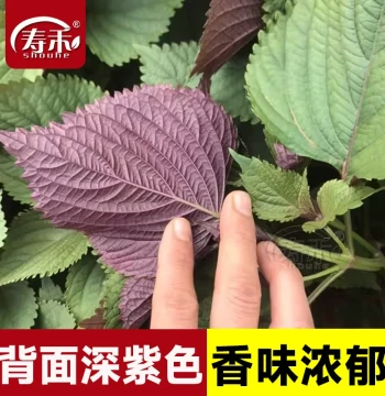 Perilla Seeds (Shiso) - Edible Herb Seeds for Year-Round Pot Gardening
