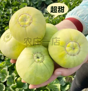 Japanese Tianbao Melon Seeds - Extra Large Authentic Seeds for Spring and Year-Round Planting, Super Sweet Melon and Watermelon Varieties