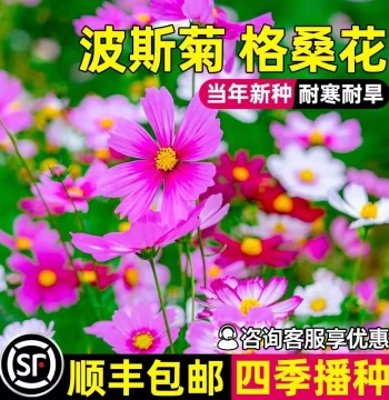 Cosmos Seeds - Colorful Four-Season Blooming Flowers, Easy to Grow for Courtyards and Outdoors