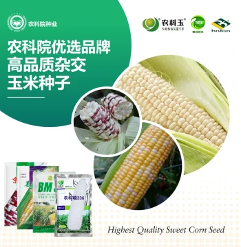 CAAS Corn Seeds Nongke Nuo 336, White Sweet Waxy High-Yield Field Corn, Fresh Fruit Corn Seeds
