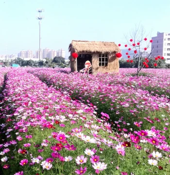 Cosmos Flower Seeds - Colorful, Easy-to-Grow Wildflower Seeds for Indoor and Outdoor Planting