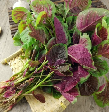 Red Amaranth Seeds for Year-Round Balcony Gardening - Pink & Green Varieties