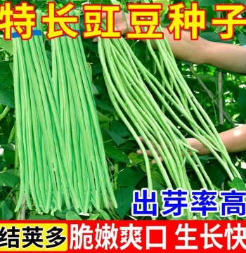 High-Yield Pole Bean Seeds No Trellis Needed, Complete Variety for Balcony Vegetables, Early Maturing
