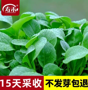 Coriander Greens Seeds - Four-Season Bok Choy, Rape, and Shanghai Green Vegetable Seed Collection