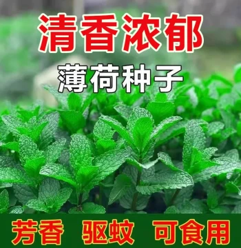 Edible Mint Seeds for Year-Round Planting, Spearmint, Catnip, Mosquito-Repellent Seeds for Indoor and Balcony Pots