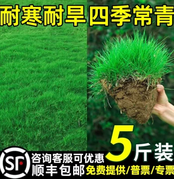All-Season Evergreen Lawn Grass Seeds for Slope Protection and Soil Stabilization - Bermuda, Manila, Carpet Grass, and Ryegrass