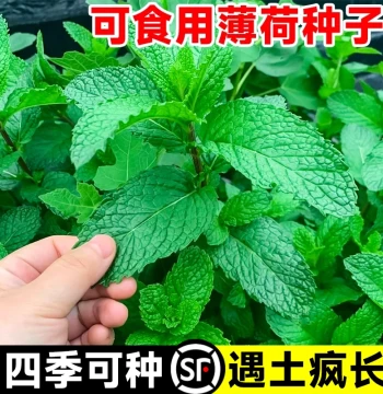 Edible Mint Seeds for Pots - Cat Mint Seeds, Balcony Plants, Vegetable Seeds, Year-Round Flower Gardening