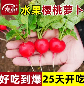 Cherry Radish Seeds, High-Yield Fruit and Vegetable Seeds for Balcony Gardening in All Seasons