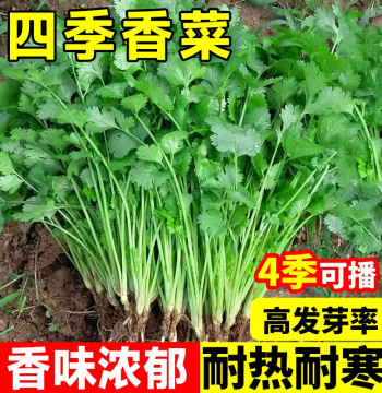 Heat-Resistant Coriander Seeds for Year-Round Balcony Gardening