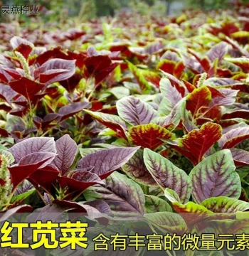 Amaranth Seeds, Red Round Leaf, Red Willow Leaf, Green Willow Leaf Varieties, Four-Season Garden Vegetable Seeds