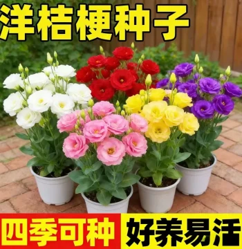 Eustoma Flower Seeds - Easy to Grow Year-Round, Indoor/Outdoor Rose-like Blooms, Potted Flower Seeds