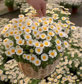 Small Daisy Flower Seeds Easy to Grow Year-Round Indoor Outdoor Chamomile Seeds for Balcony Pots
