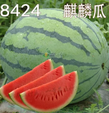 8424 Kirin Seedless Meidu Watermelon Seeds Complete Collection Fruit Melon Seedlings Small Southern Vegetable Seedlings