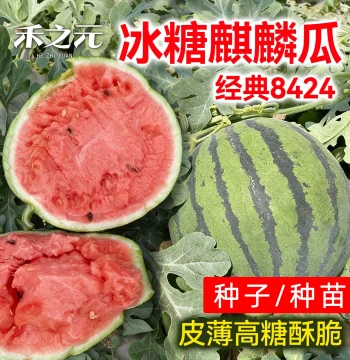 Rock Sugar Kirin Watermelon Seeds, Kirin Watermelon 8424 Varieties, Seedlings for All Seasons Including Spring Meidu Watermelons