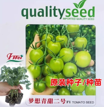 Mengxiang Qingtian No. 2 Tomato Seedlings and Seeds, Green Honey Cherry Tomato Seeds for Spring and Year-Round Vegetable Gardening