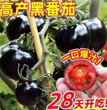 Sugar Water Bomb Black Pearl Tomato Seeds - Black Cherry Tomato Seedlings for Growing Small Black Tomatoes