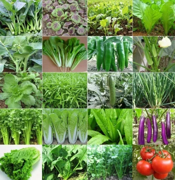 Complete Family Vegetable Seed Collection - Year-Round Sowing for Coriander, Lettuce, Chili, Tomato (Balcony & Garden)