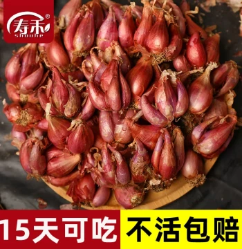 Four-Season Shallot Bulbs and Seeds - Sichuan Red Onion Sets and Local Fire Onion Bulk Wholesale