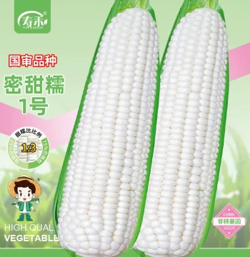 Sweet Waxy Corn Seeds: High-Yield, Fragrant, Sticky White Corn for Large-Scale Planting
