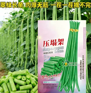 Assorted Bean Seeds - High-Yield Pole-Free Green Beans, Cowpeas, and Vegetable Seeds for Gardening