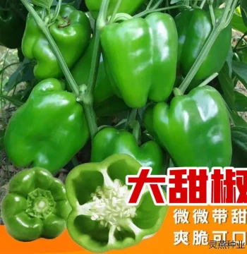 Thin-Skinned Green Bell Pepper Seeds - Large Sweet Pepper and Persimmon Pepper Varieties