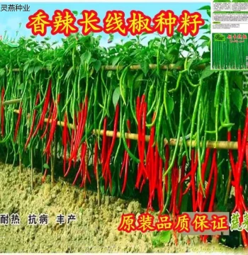 Zhaibubai Long Green Chili Seeds - Xiangla Wang & Hangjiao Varieties, Extra-Long High-Yield for Year-Round Patio & Garden Planting