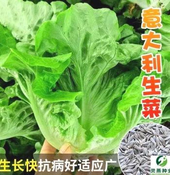 Authentic Italian Lettuce Seeds for All Seasons - Winter-Resistant Leafy Vegetable Seeds