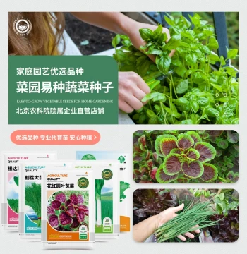 Jingnongyan Leafy Vegetable Seeds – Cauliflower, Cilantro, Scallions, Mibuna, Garland Chrysanthemum, Arugula, Perilla, Fennel – Easy-to-Grow Varieties