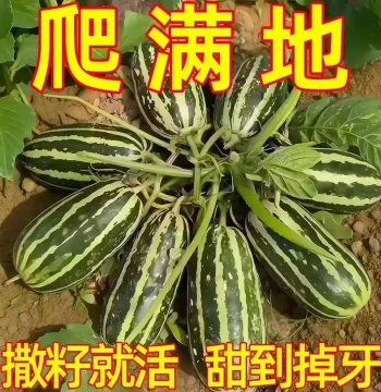 'Tooth-Droppingly Sweet' Melon Seeds, Rock Sugar Melon Seeds, High-Yield Fragrant Melon Seeds for Year-Round Planting in Courtyards and Balconies