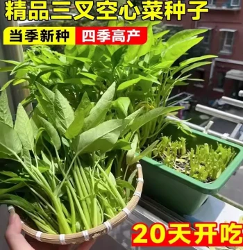 High-Yield Water Spinach Seeds - Large Leaf Variety for Home Garden & Farm Planting