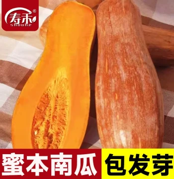 Miben Pumpkin Seeds - Sweet, Early-Maturing Edible Vegetable Seeds with Soil-Grown Seedlings