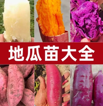 Sweet Potato Seedlings - Watermelon Red, Chestnut Sugar Heart, Hongyao, Durian Honey Sweet Potato Varieties
