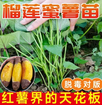 Sweet Potato Seedlings - Watermelon Red, Durian Honey, Chestnut Sugar Heart Varieties, Heirloom Hongyao Seeds