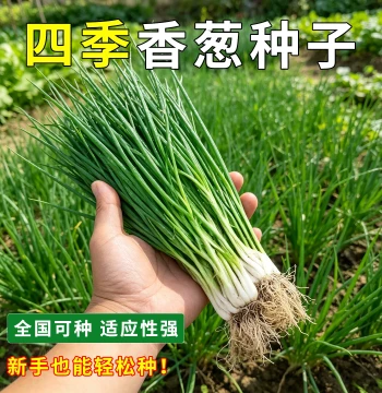Four Seasons Chive Seeds for Courtyard Balcony Potted Plants Vegetable Seeds Easy to Plant Year-Round Farm Garden