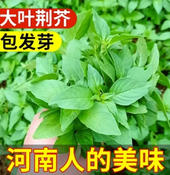 Heat-Resistant Henan Large-Leaf Schizonepeta Seeds for Potting and Vegetable Gardening, All-Season Basil and Mint Varieties