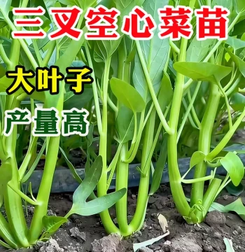 Large-Leaf Three-Fork Water Spinach Seedlings Willow-Leaf High-Yield White-Stem Water Spinach Four-Season Vegetable Seedlings with Soil for Balcony