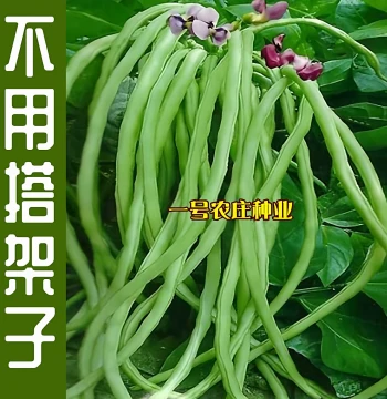 Bush Bean Seeds No Trellis Long Cowpea Vegetable Seeds for Balcony Spring Autumn Planting