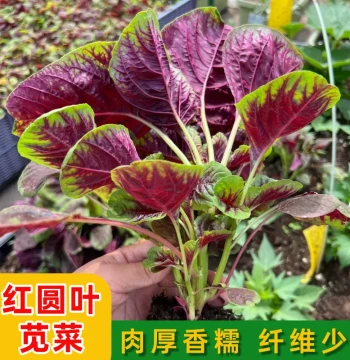 Round-Leaf Amaranth Seeds: Heirloom 'Yi Dian Hong' Glutinous Variety, Year-Round Farming Seeds for Balcony Gardens
