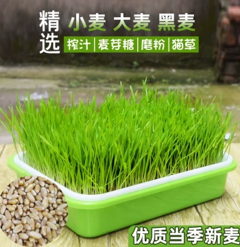 Wheat Grain Cat Grass Seeds: Barley and Black Wheat Sprouts for Cat Mint and Hairball Relief in Seedling Trays
