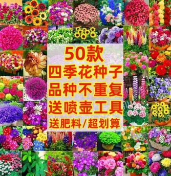 Wildflower Mix Seeds for Year-Round Planting, Zinnia, Gesang Flower, Courtyard Sunflower Seeds