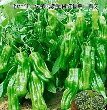 Thin-Skin Chili Pepper Seedlings Large-Fruit Tiger Skin Green Pepper Mildly Spicy Wrinkled Pickling Pepper Four-Season Garden Potted Plant Southern Variety