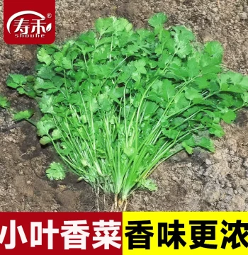 Farm-Grown Small-Leaf Coriander Seeds - Heirloom Variety for Year-Round Autumn/Winter Vegetable Planting