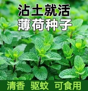 Edible Mint Seeds, Lemon Mint Seeds, Mosquito-Repellent Herb Seeds for All-Season Balcony Planting, Edible Potted Mint