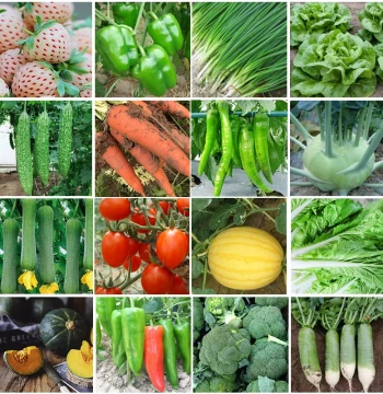 Vegetable Seed Variety Pack for All Seasons Cilantro Lettuce Tomato Chili Balcony Pot Ground Planting Farm Garden